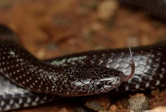Lycophidion capense capense