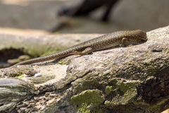 Trachylepis thomensis