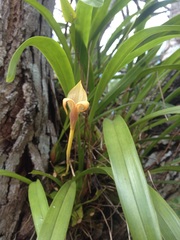 Maxillaria egertoniana