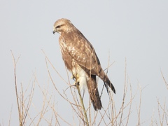 Buteo japonicus