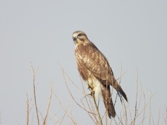 Buteo japonicus