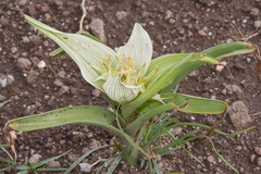 Colchicum striatum