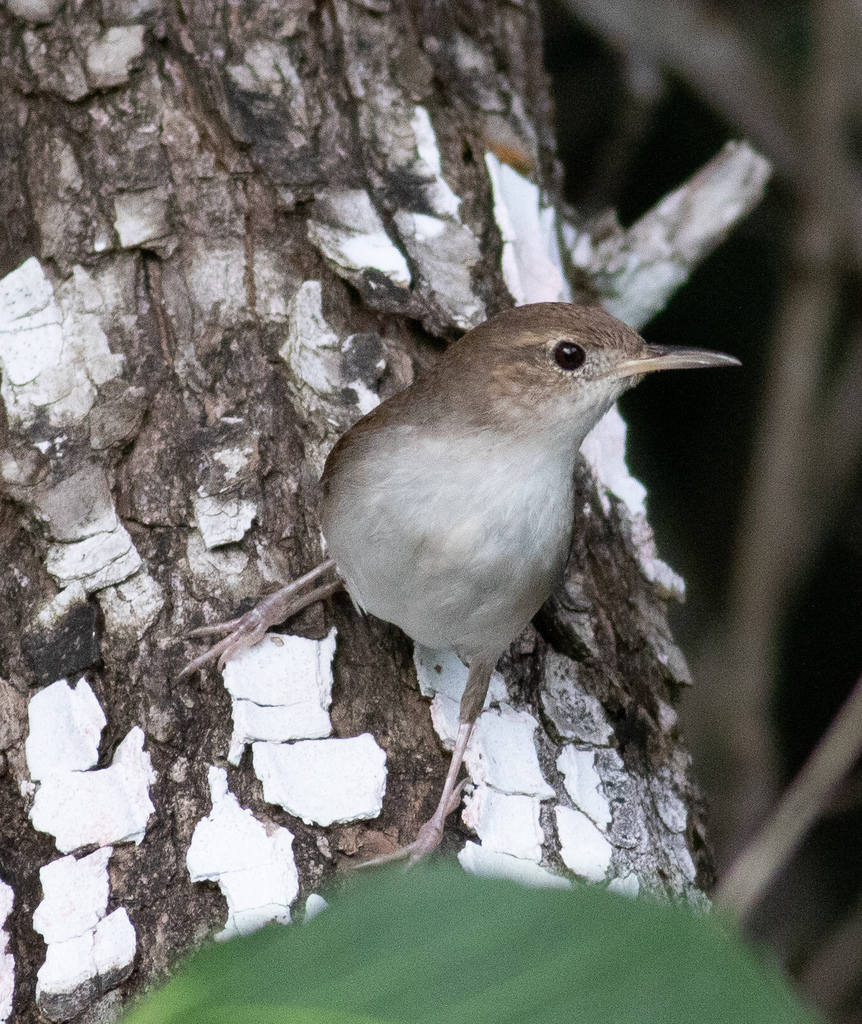 Cozumel Wren (Troglodytes beani) photo