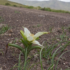 Colchicum striatum