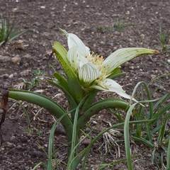 Colchicum striatum