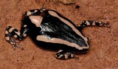 Phrynomantis bifasciatus