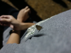 Jamides bochus formosanus