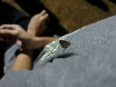 Jamides bochus formosanus