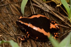 Phrynomantis bifasciatus