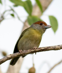 Cyclarhis gujanensis insularis