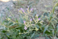 Gilia flavocincta