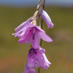 Dierama robustum