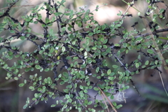 Coprosma parviflora