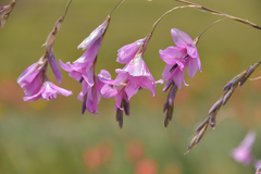 Dierama robustum