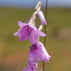 Dierama robustum