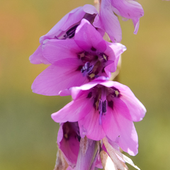 Dierama robustum