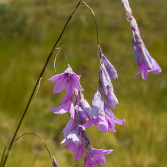 Dierama robustum