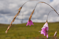Dierama robustum