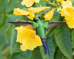 Cynanthus forficatus