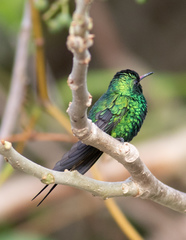 Cynanthus forficatus