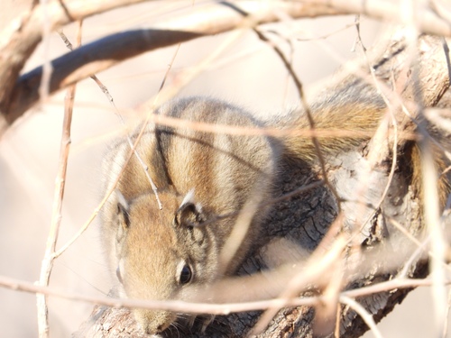 Swinhoe's Striped Squirrel