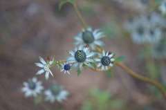 Eryngium carlinae
