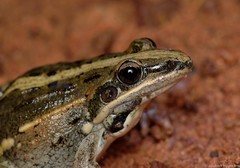 Ptychadena mossambica