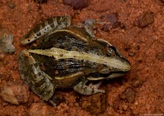 Ptychadena mossambica