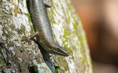 Trachylepis thomensis