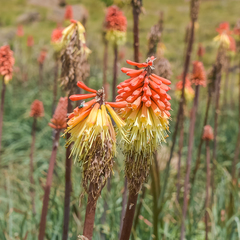 Kniphofia caulescens