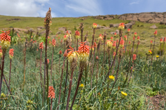 Kniphofia caulescens