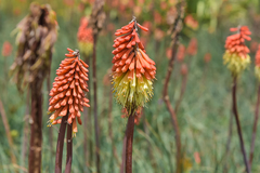 Kniphofia caulescens