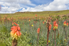 Kniphofia caulescens