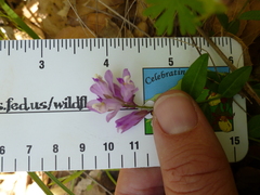 Rhinotropis californica