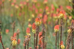 Kniphofia caulescens