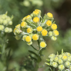 Inulanthera thodei