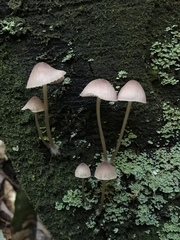 Mycena bulliformis