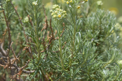 Inulanthera thodei