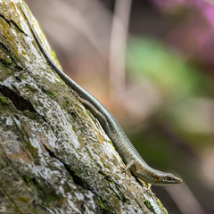 Trachylepis thomensis