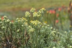 Inulanthera thodei