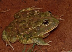 Pyxicephalus adspersus