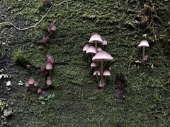 Mycena bulliformis