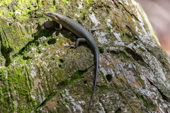 Trachylepis thomensis