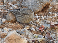 Carpodacus davidianus