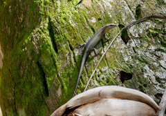 Trachylepis thomensis