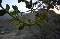 Phoradendron leucarpum tomentosum