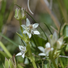 Alepidea pusilla