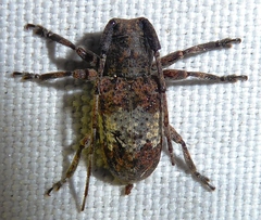 Desisa subfasciata