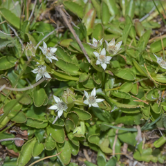 Alepidea pusilla