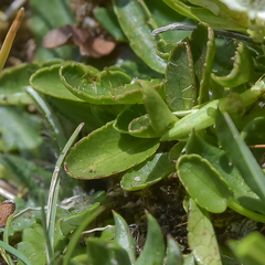 Alepidea pusilla